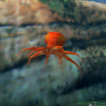 タコ (Octopus)
